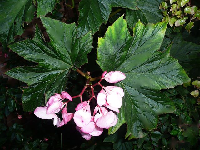B. ‘Jamie Duff’